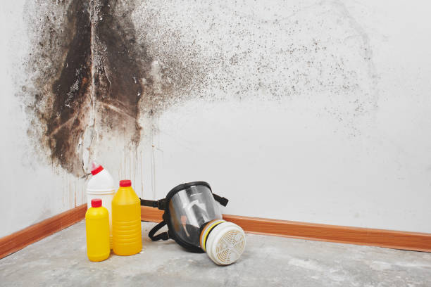 Best Residential Mold Removal  in Lemont, IL