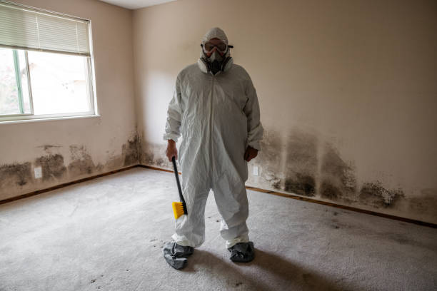 Best Mold Testing and Removal  in Lemont, IL