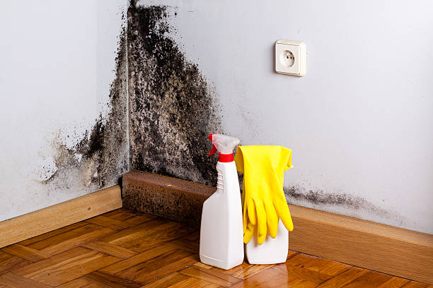 Best Mold Damage Repair  in Lemont, IL